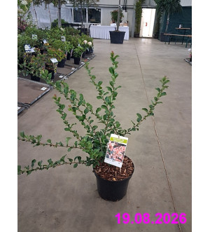 Chaenomeles sup. 'Salmon Horizon' C 2,5 L